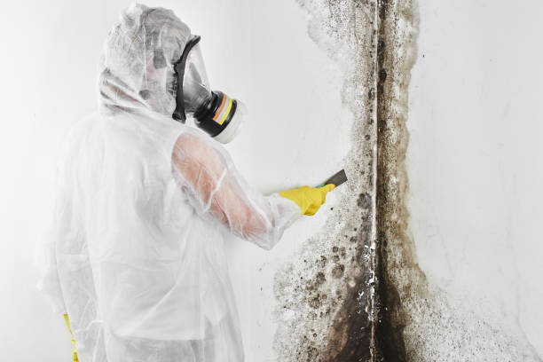 Best Mold Remediation  in Powell, WY