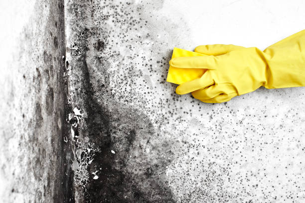 Best Mold Remediation Experts  in Powell, WY