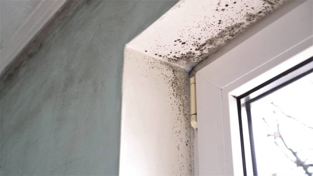 Best Home Mold Removal  in Powell, WY