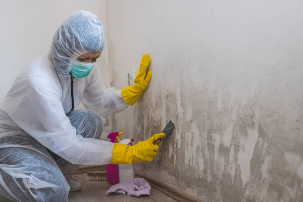 Powell, WY Mold Removal Company