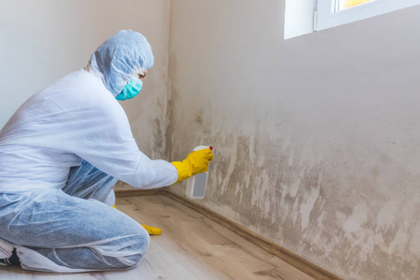 Best Mold Removal and Inspection  in Powell, WY