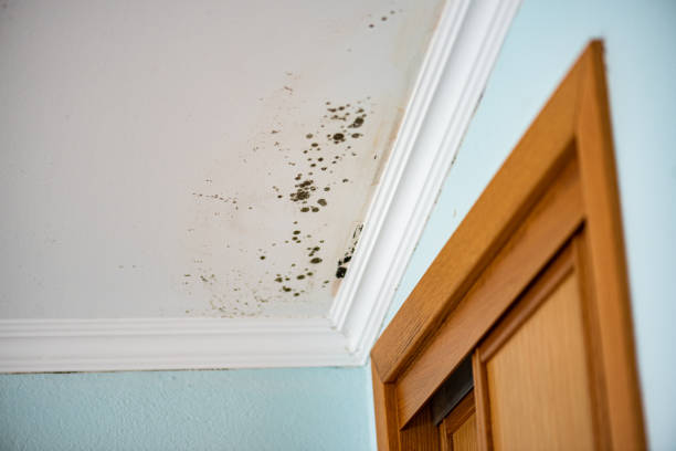  Powell, WY Mold Removal Pros