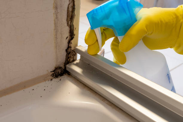 Best Affordable Mold Removal  in Powell, WY