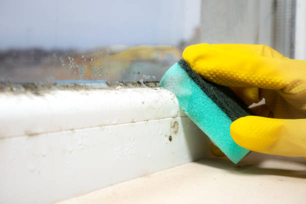 Best Water Damage Restoration  in Powell, WY