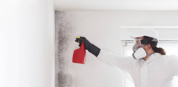 Office Mold Removal Services in Powell, WY