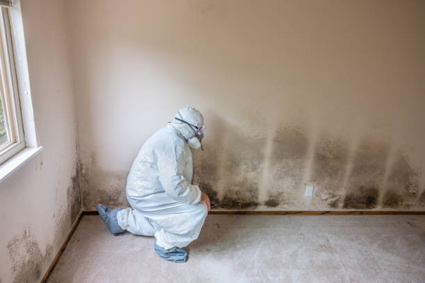 Best Mold Damage Repair  in Powell, WY