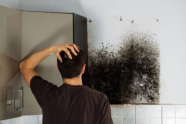 Best Attic Mold Removal  in Powell, WY