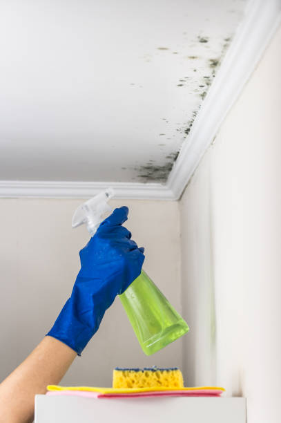 Best Commercial Mold Removal  in Powell, WY